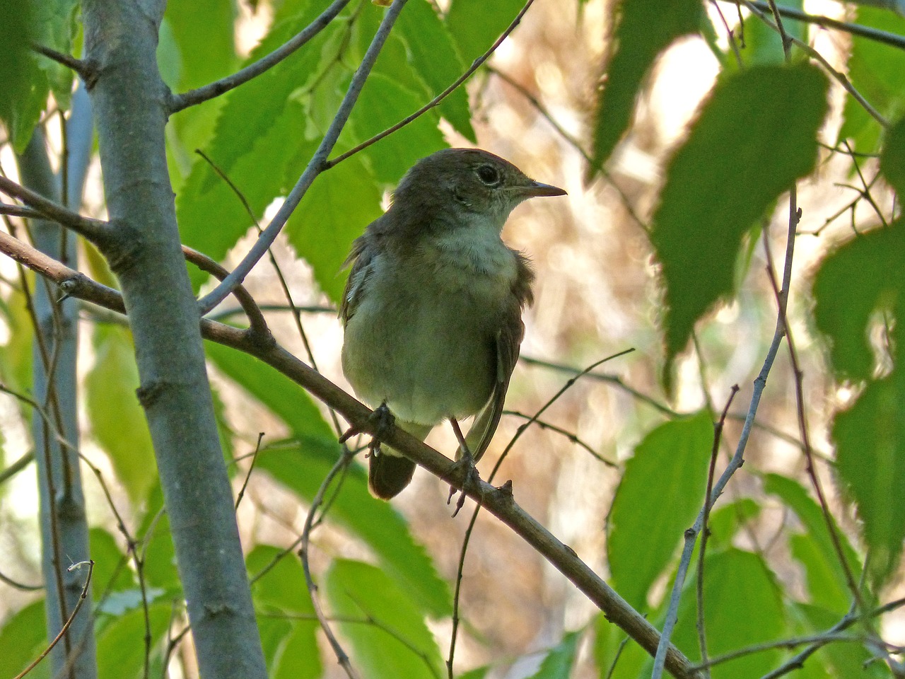 bird hackberry sparrow free photo