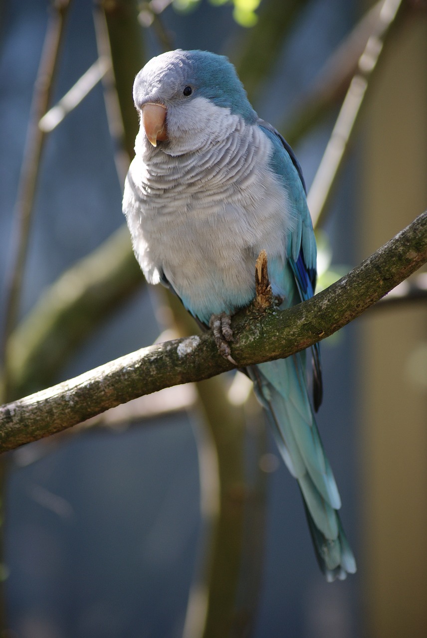 bird small parrot plumage free photo