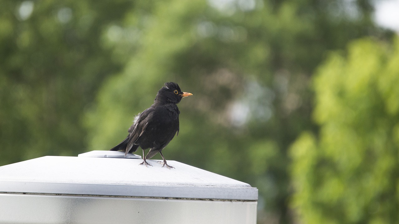 bird lamp sitting free photo