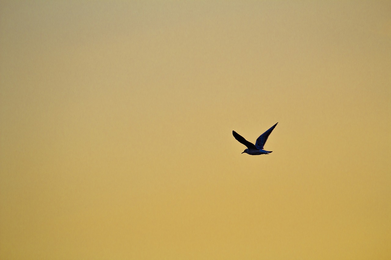 bird bird in the sky seagull free photo