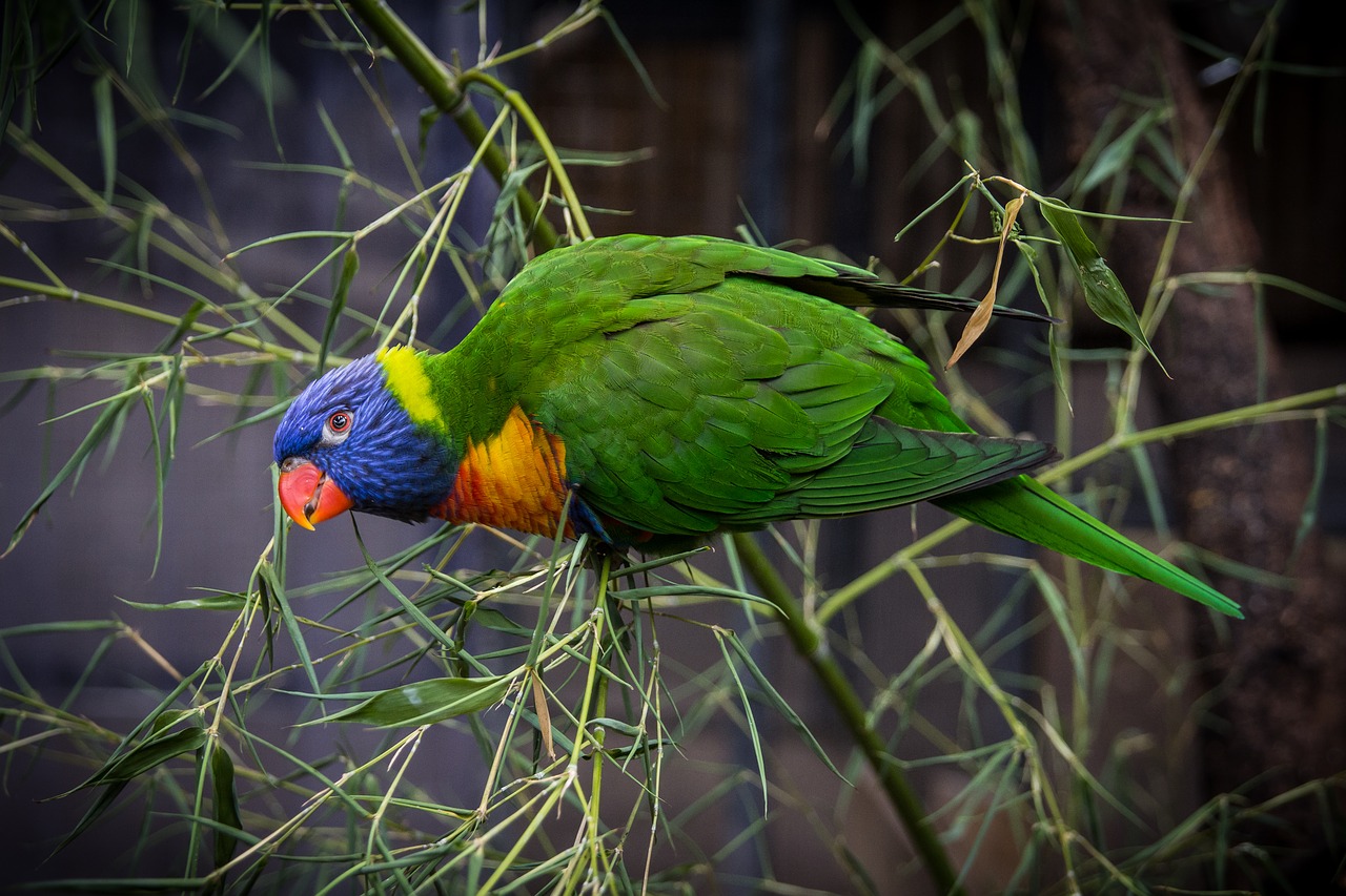 bird animals feather free photo