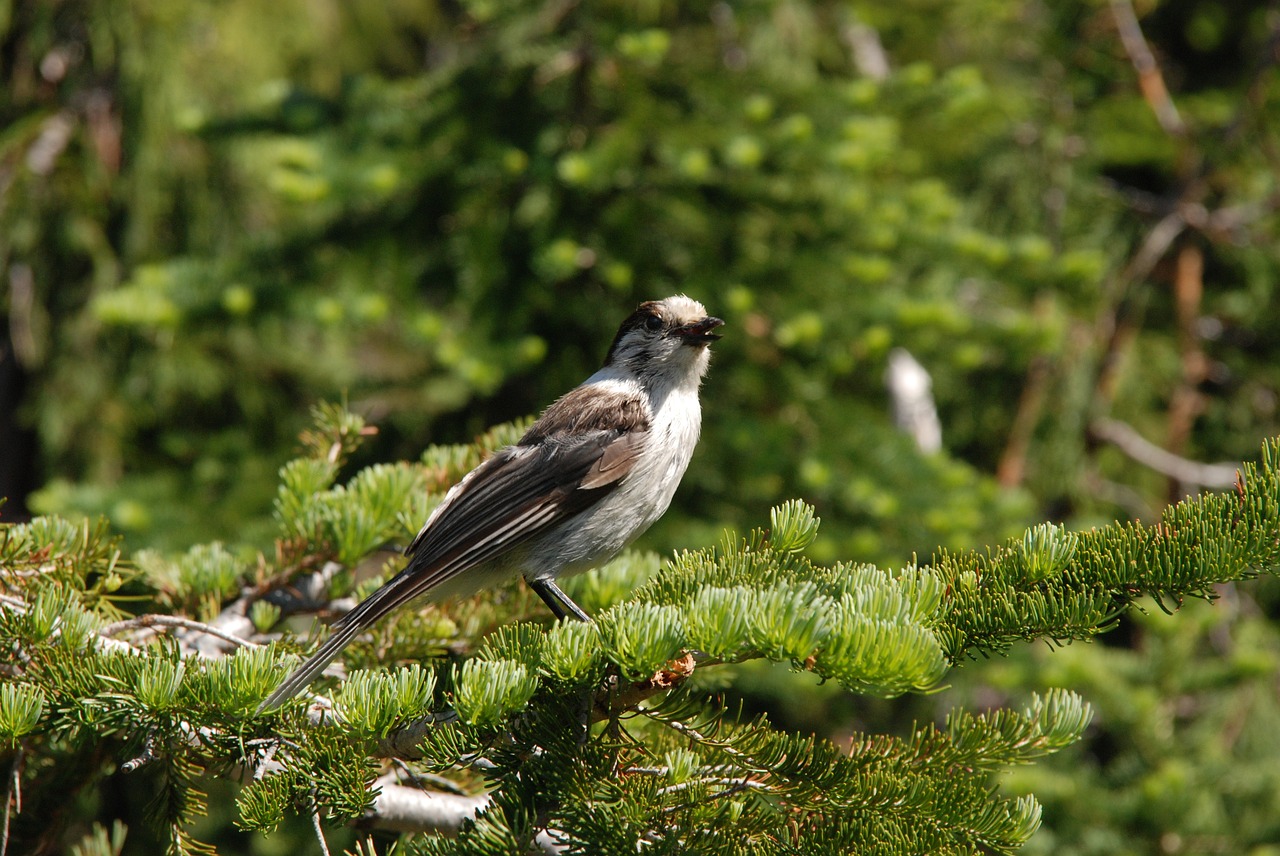 bird branch forest free photo