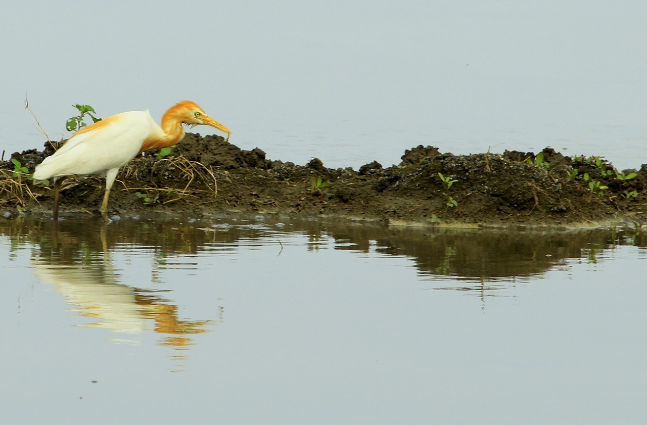 bird crane nature free photo