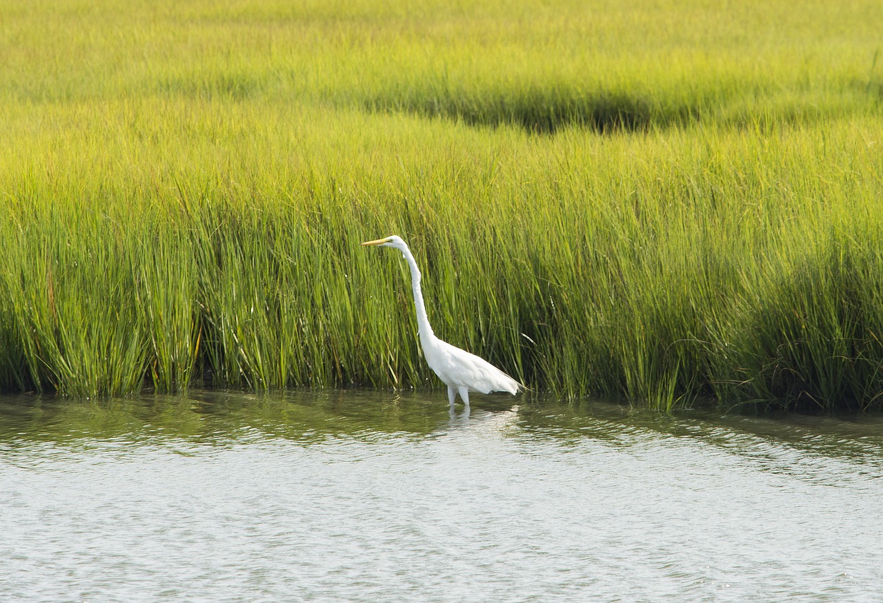 bird heron wildlife free photo