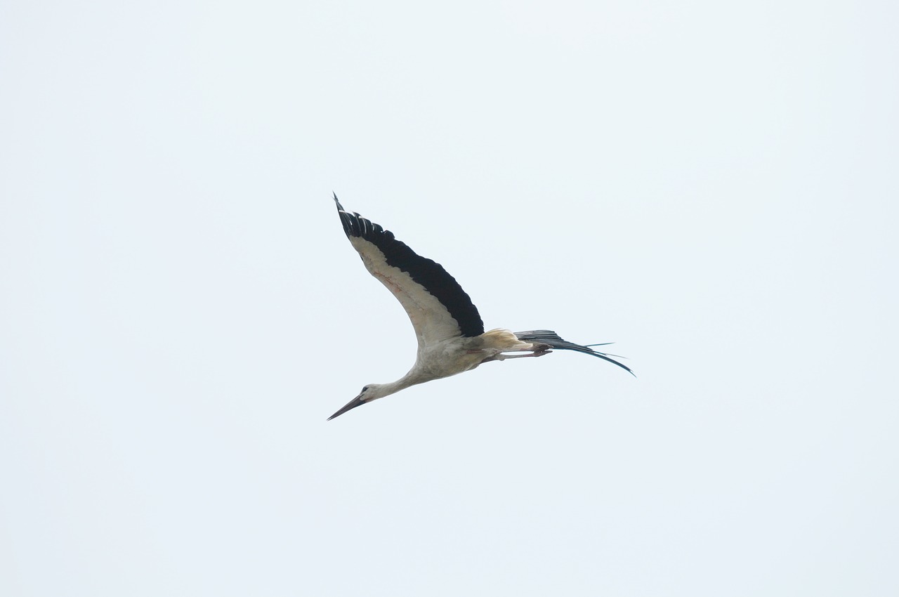 bird stork lake neusiedl free photo