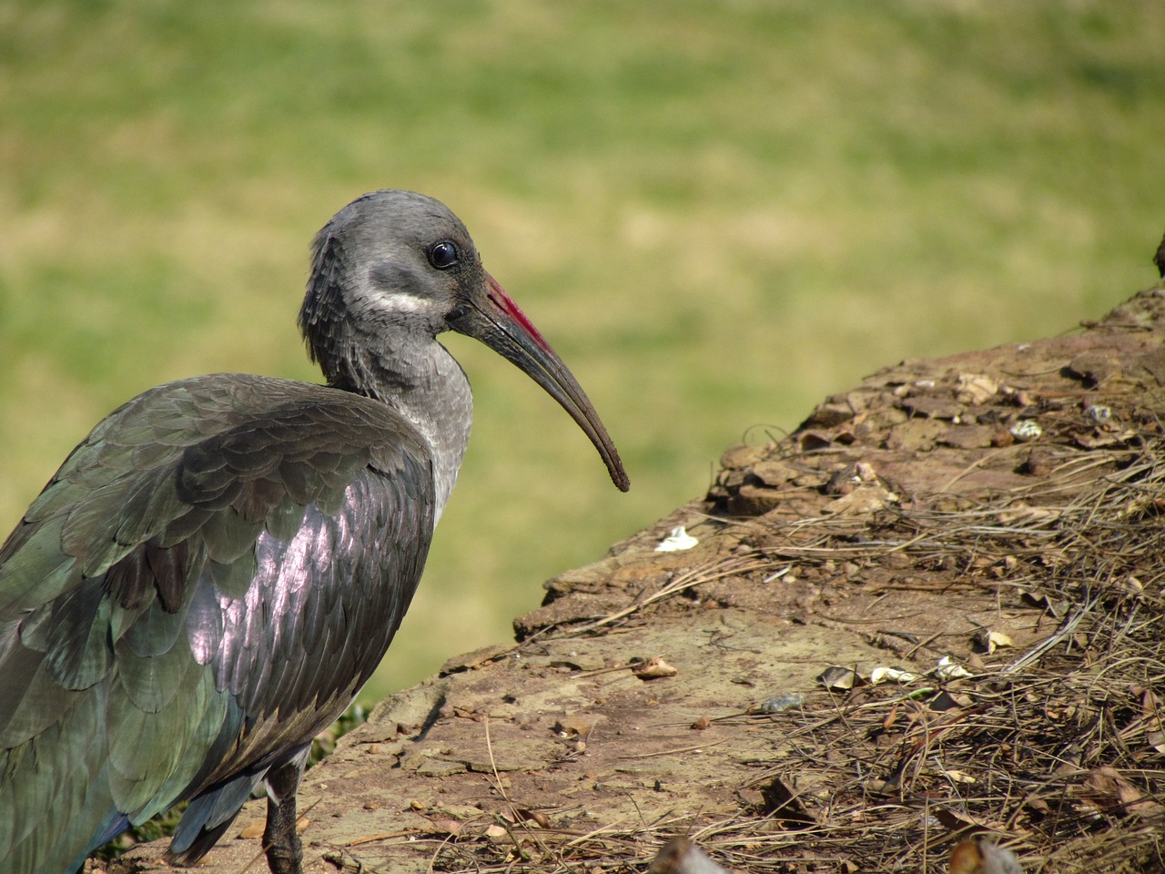 bird looking beak free photo