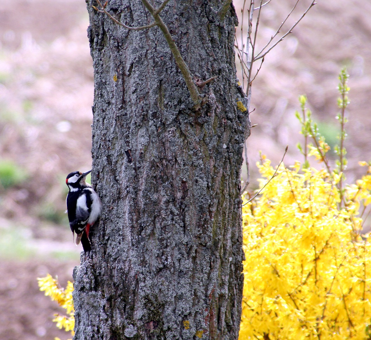 bird pic great spotted free photo