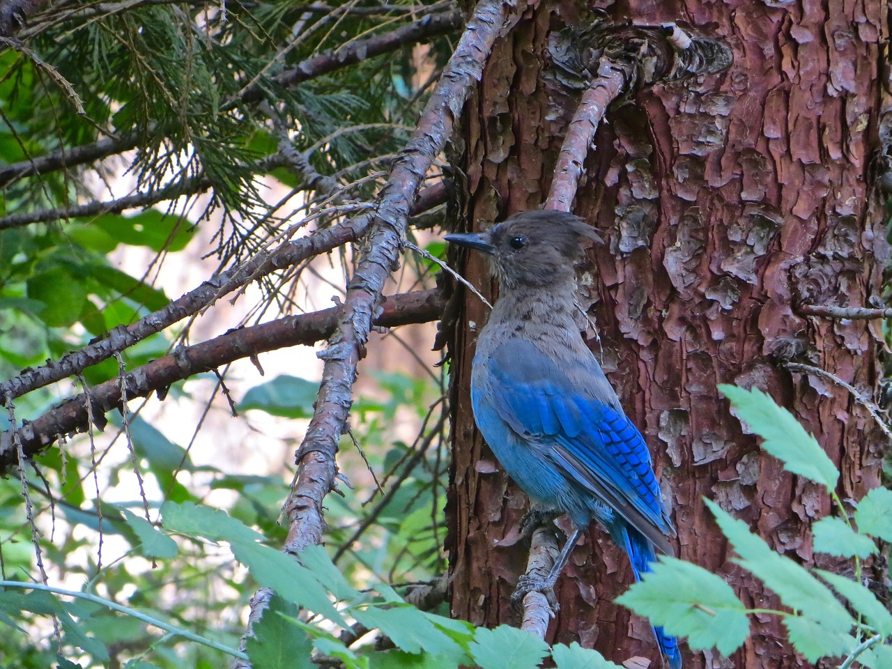 bird tree nature free photo