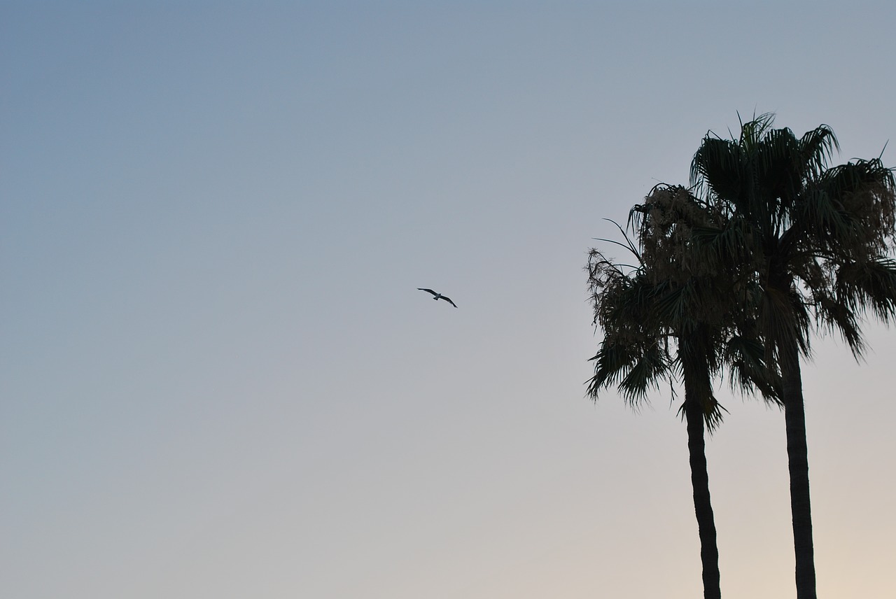 bird sunset palm free photo