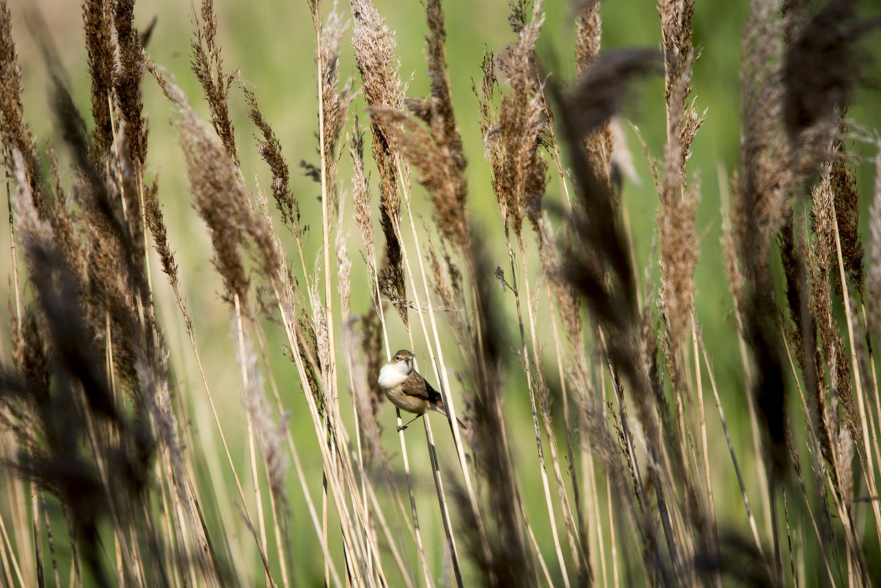 bird reeds wildlife free photo