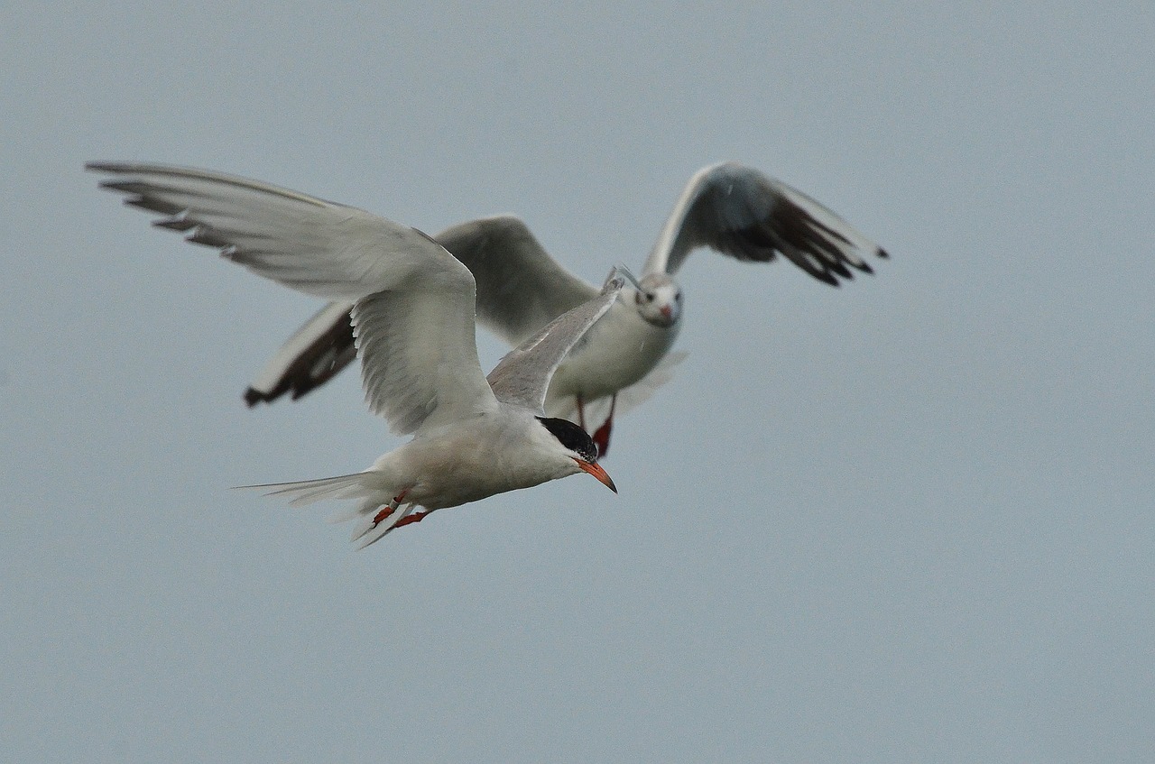 bird common tern seagull free photo
