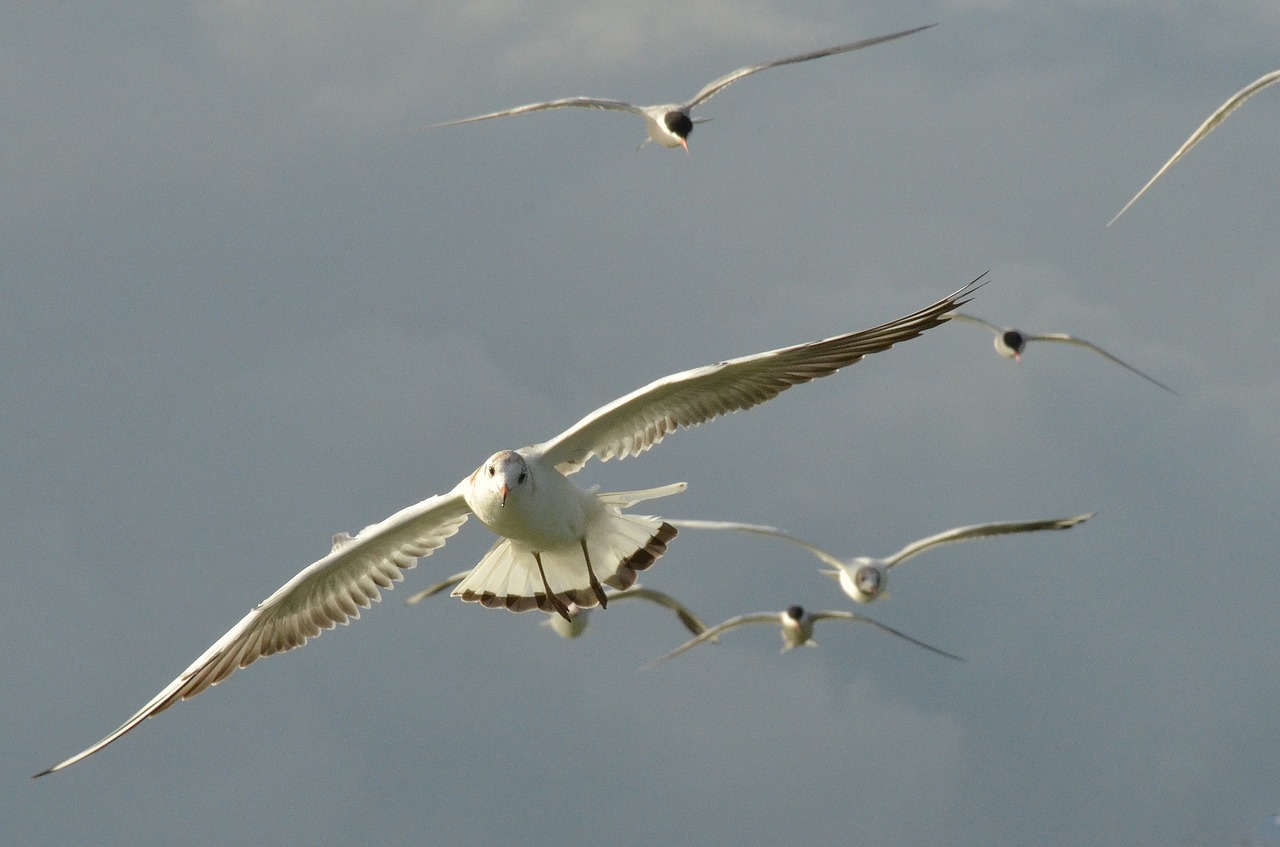 bird seagull wing free photo