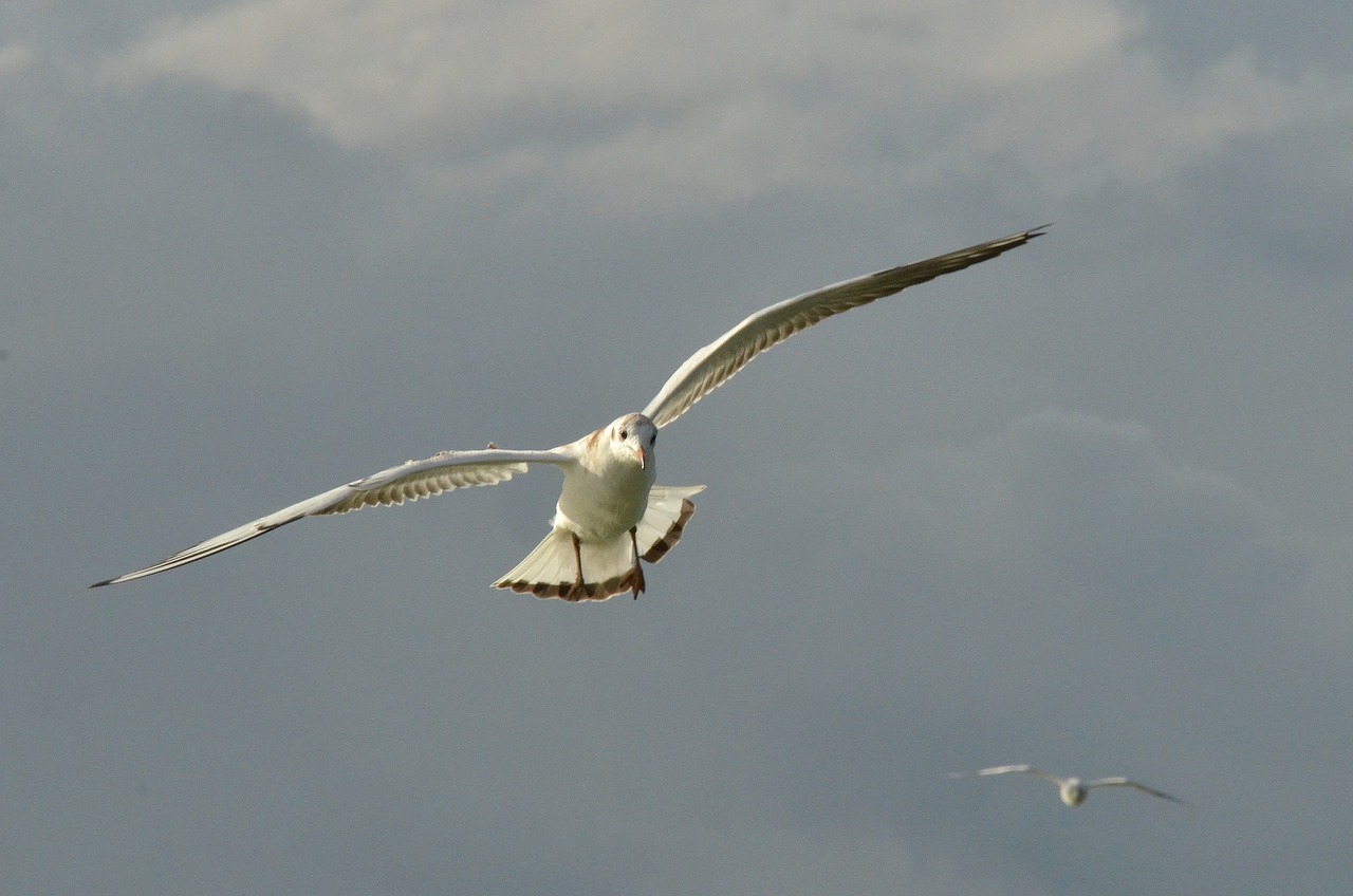 bird seagull wing free photo
