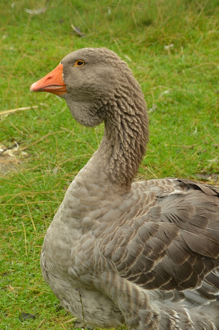 bird goose waterfowl free photo