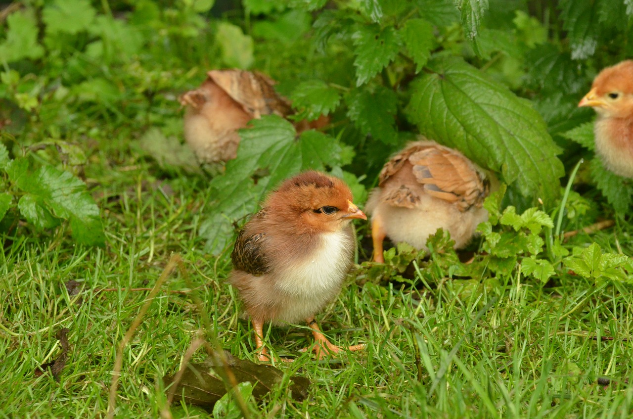 bird chicken chick free photo