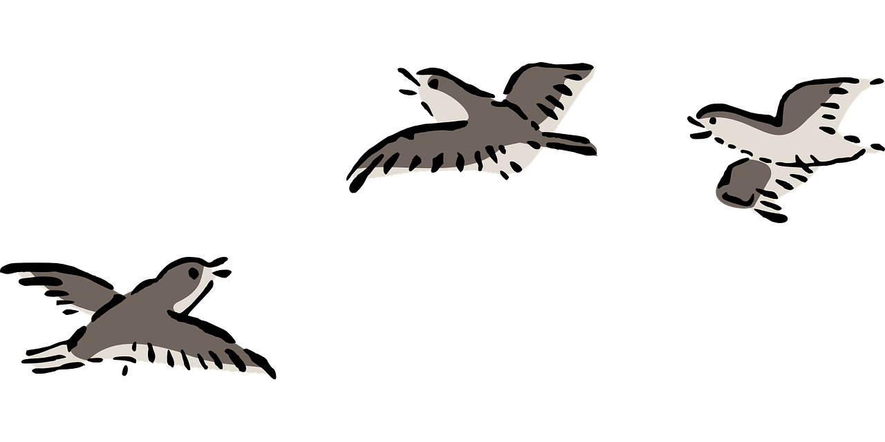 bird plover flying free photo