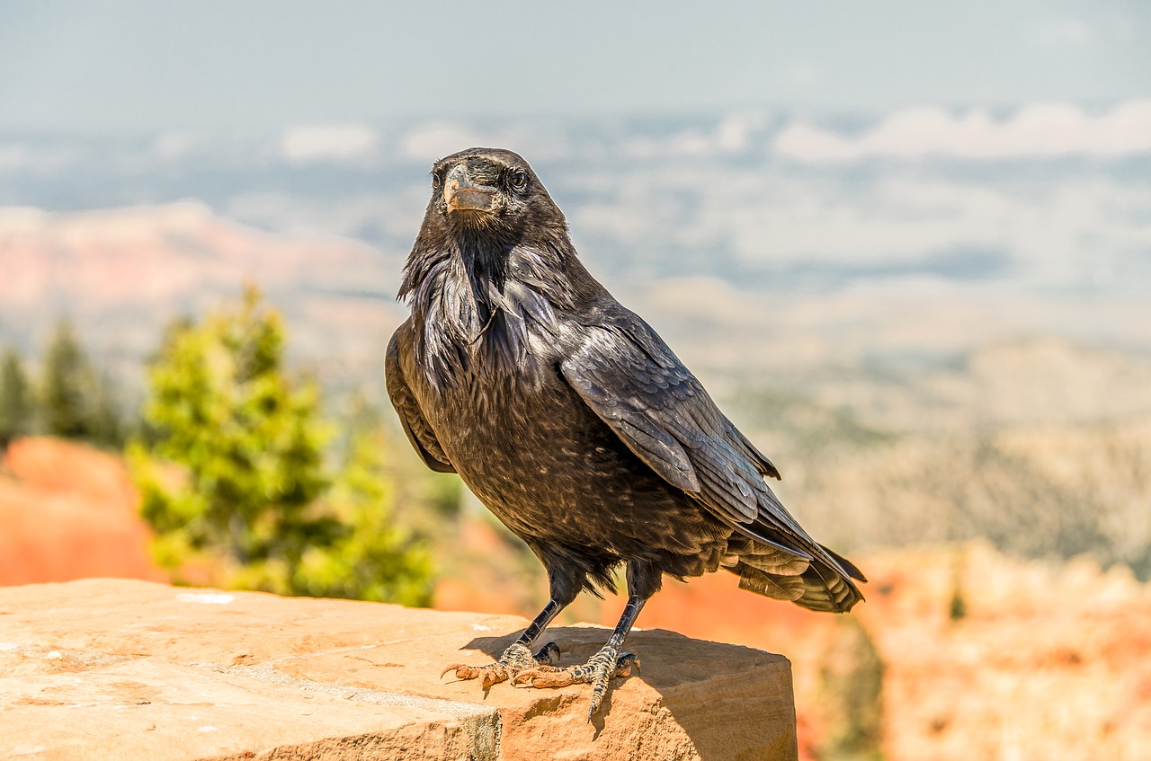 bird crow nature free photo