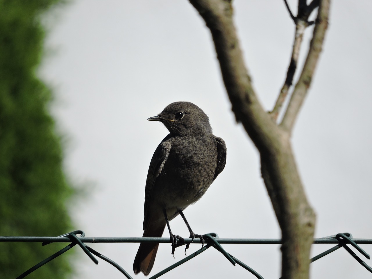 bird animal feather free photo