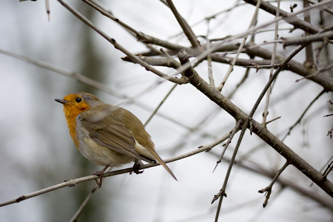 bird robin wildlife free photo