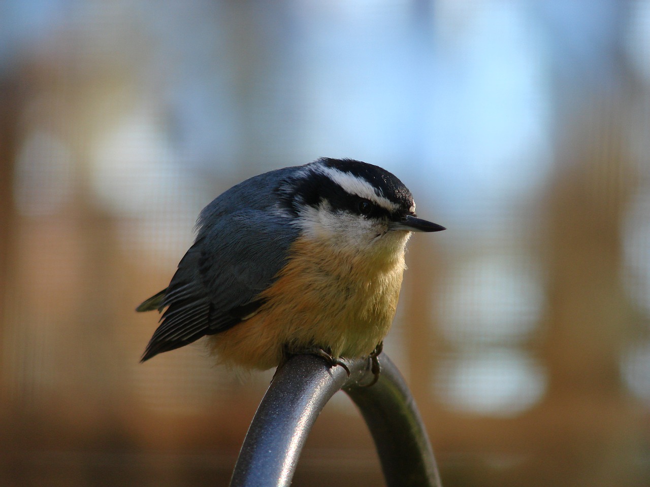 bird red-breasted nuthatch free photo