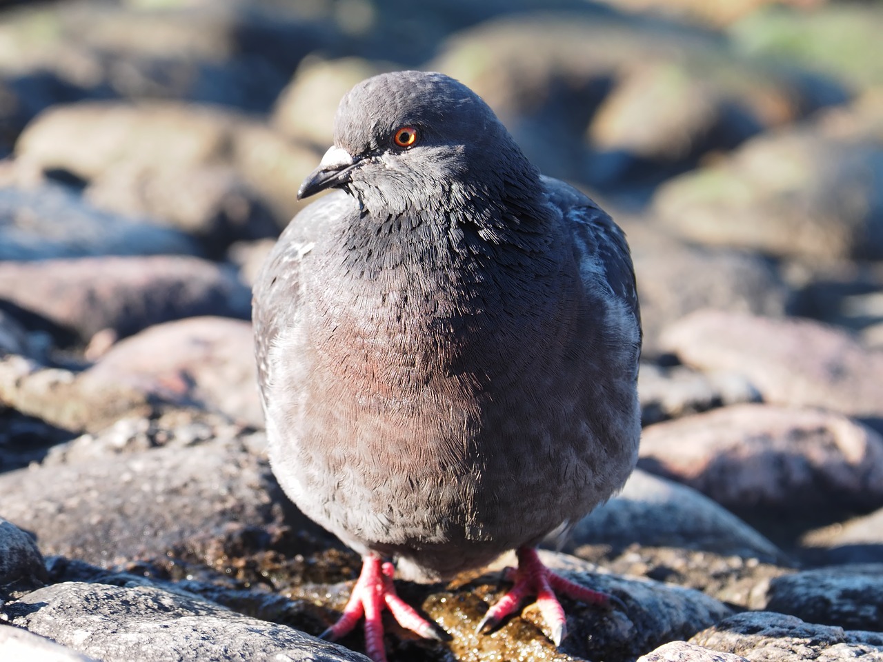 bird dove drinking free photo