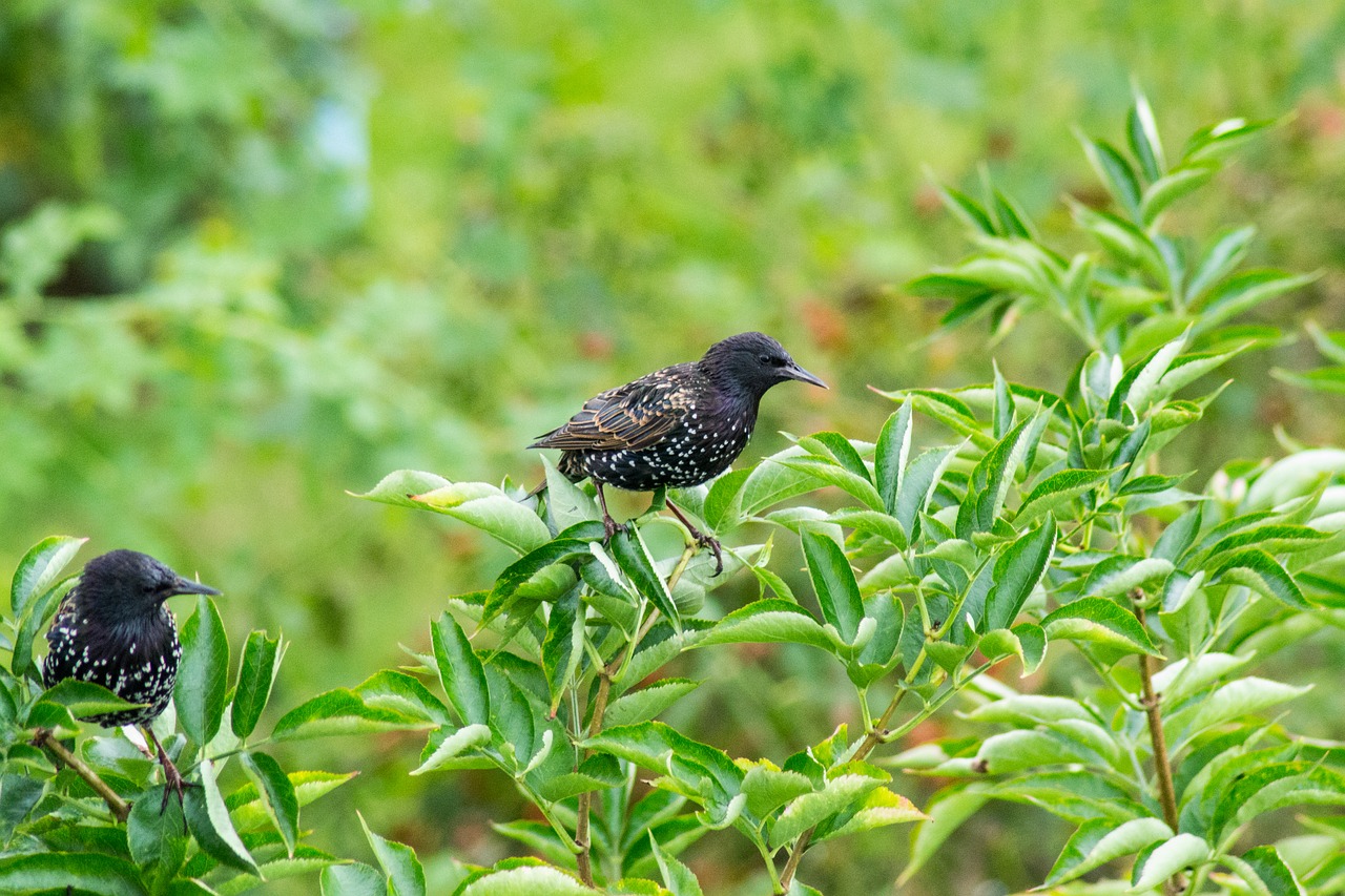 bird bush berries free photo