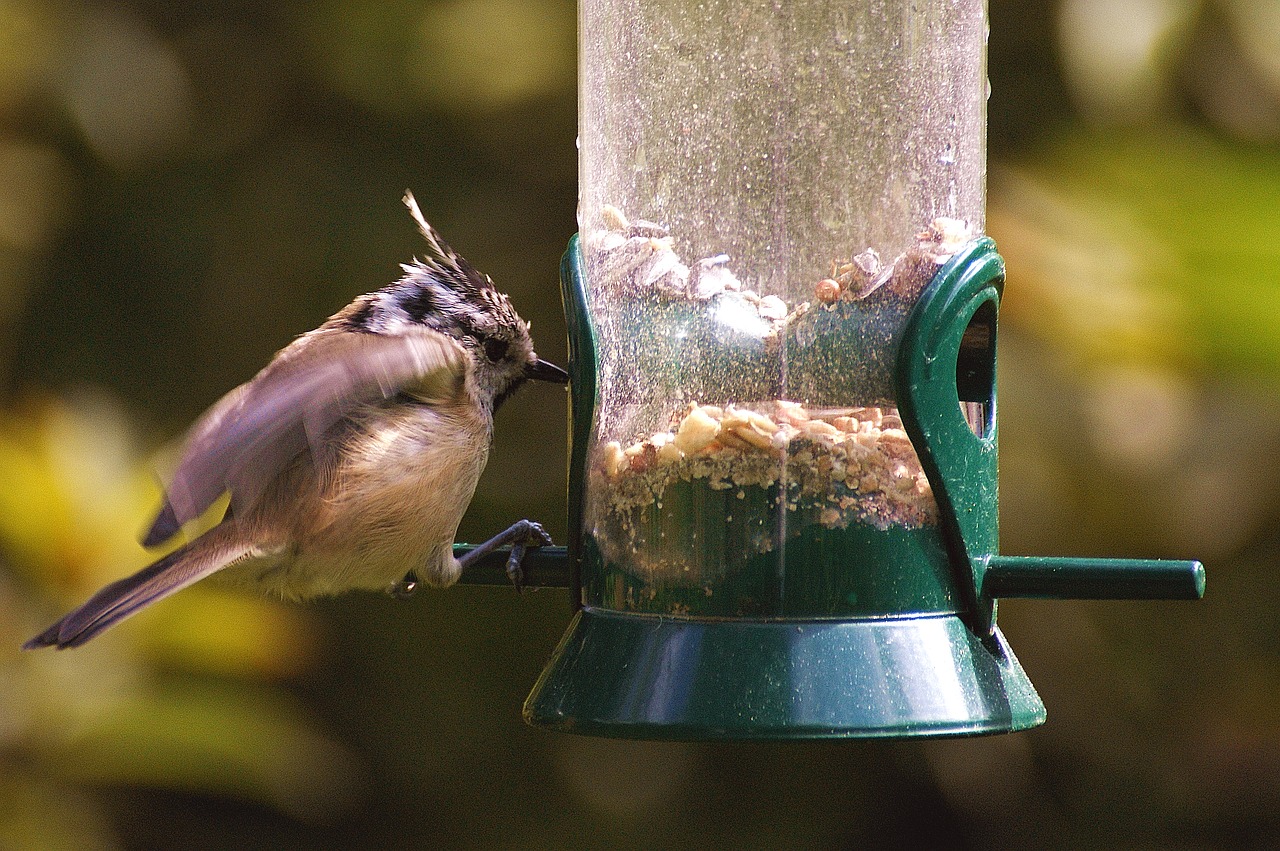 bird feeding nature free photo