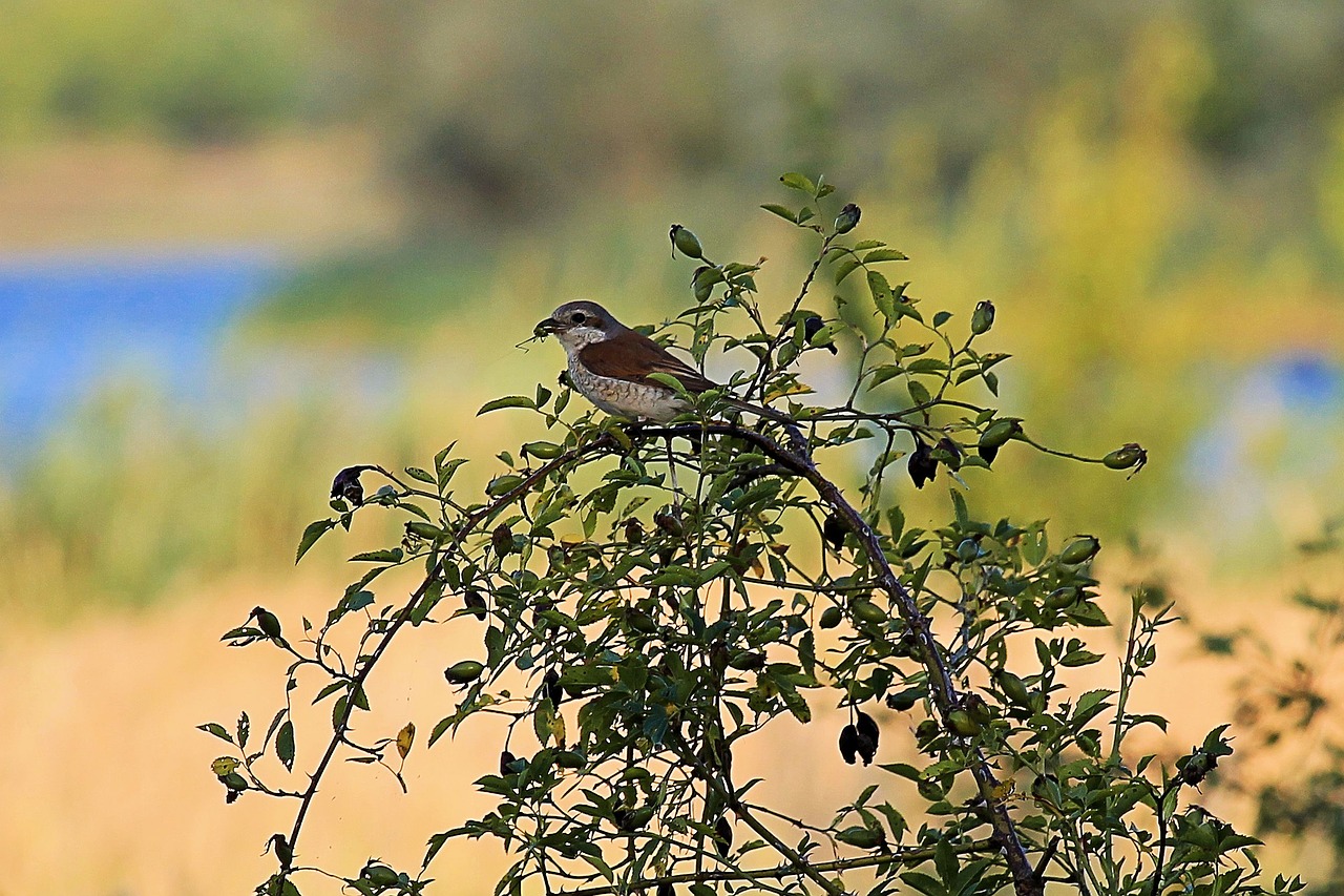 bird food bush free photo