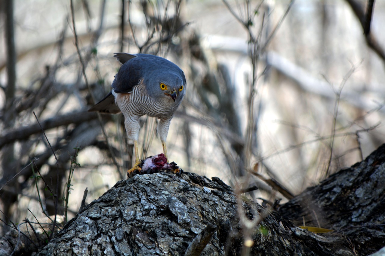 bird nature wildlife free photo