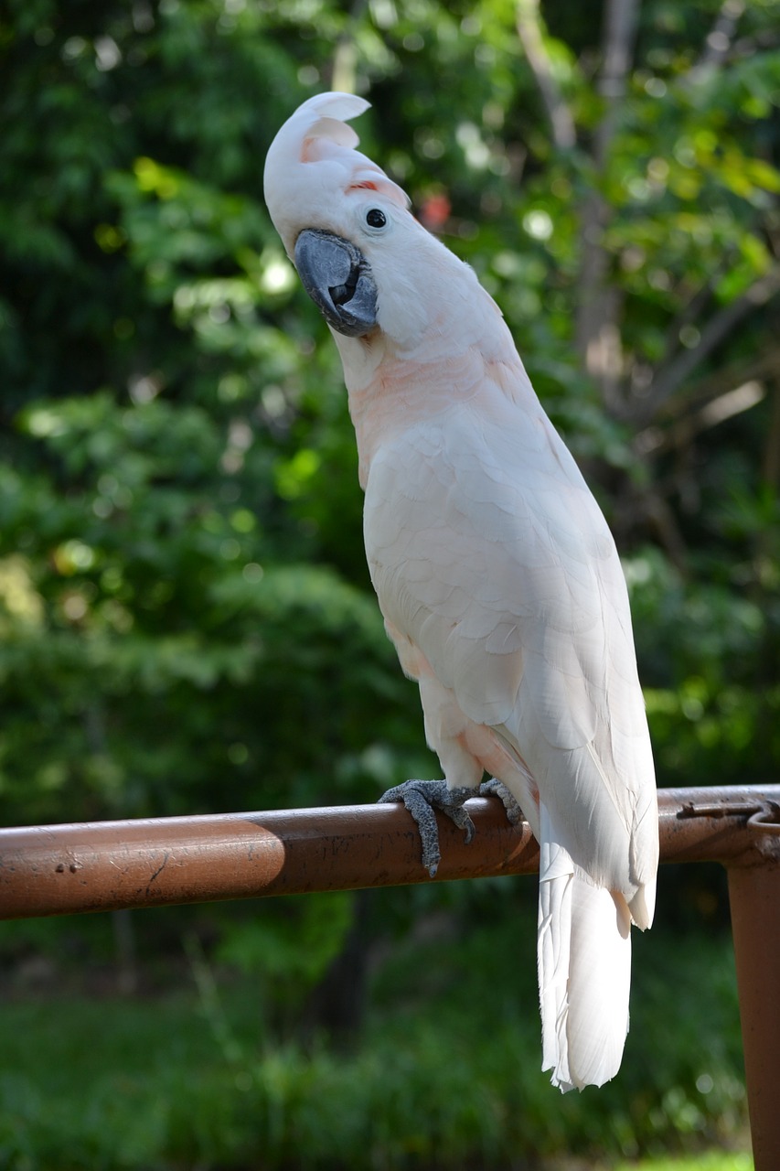 parrot moluccan bird free photo