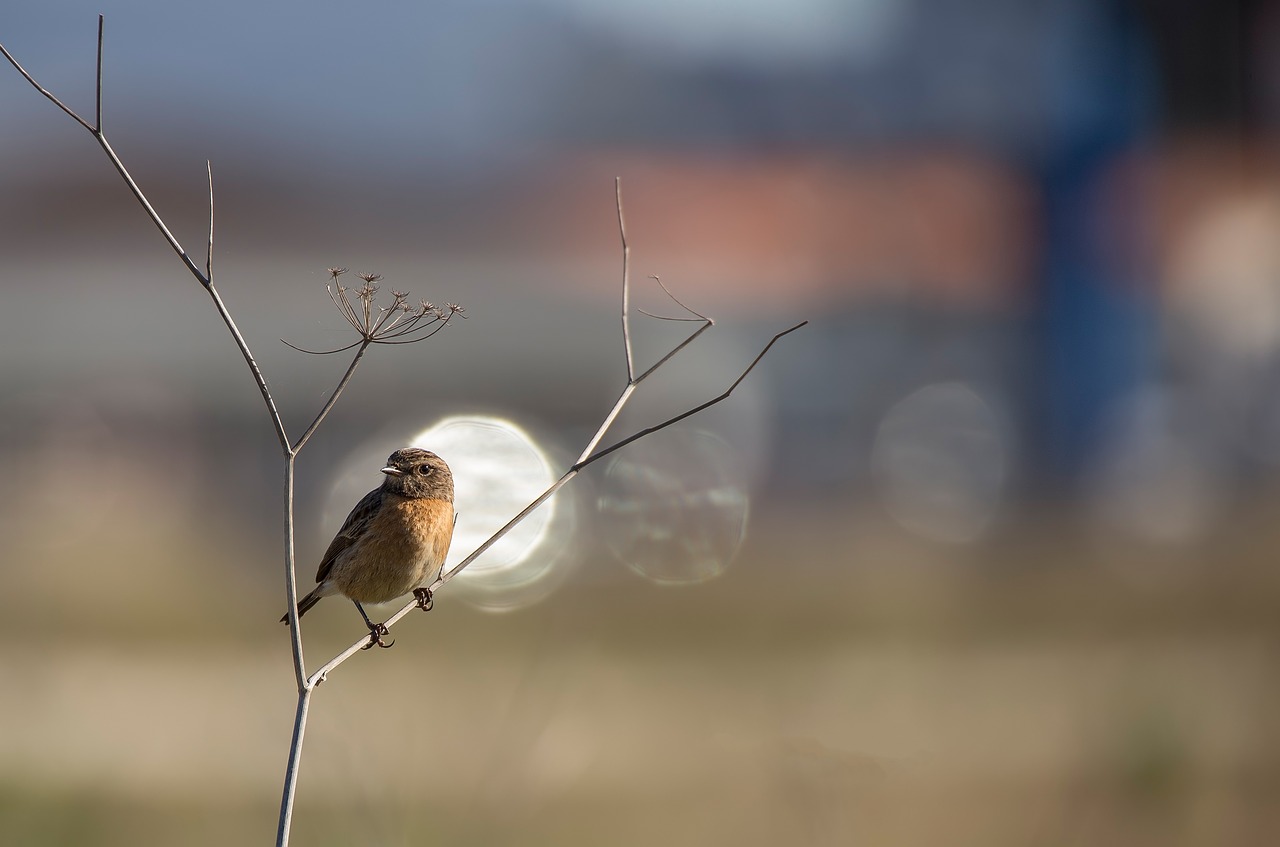 bird ave feathers free photo