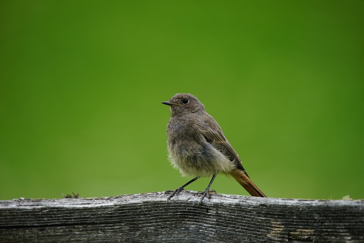 bird sparrow volatile free photo