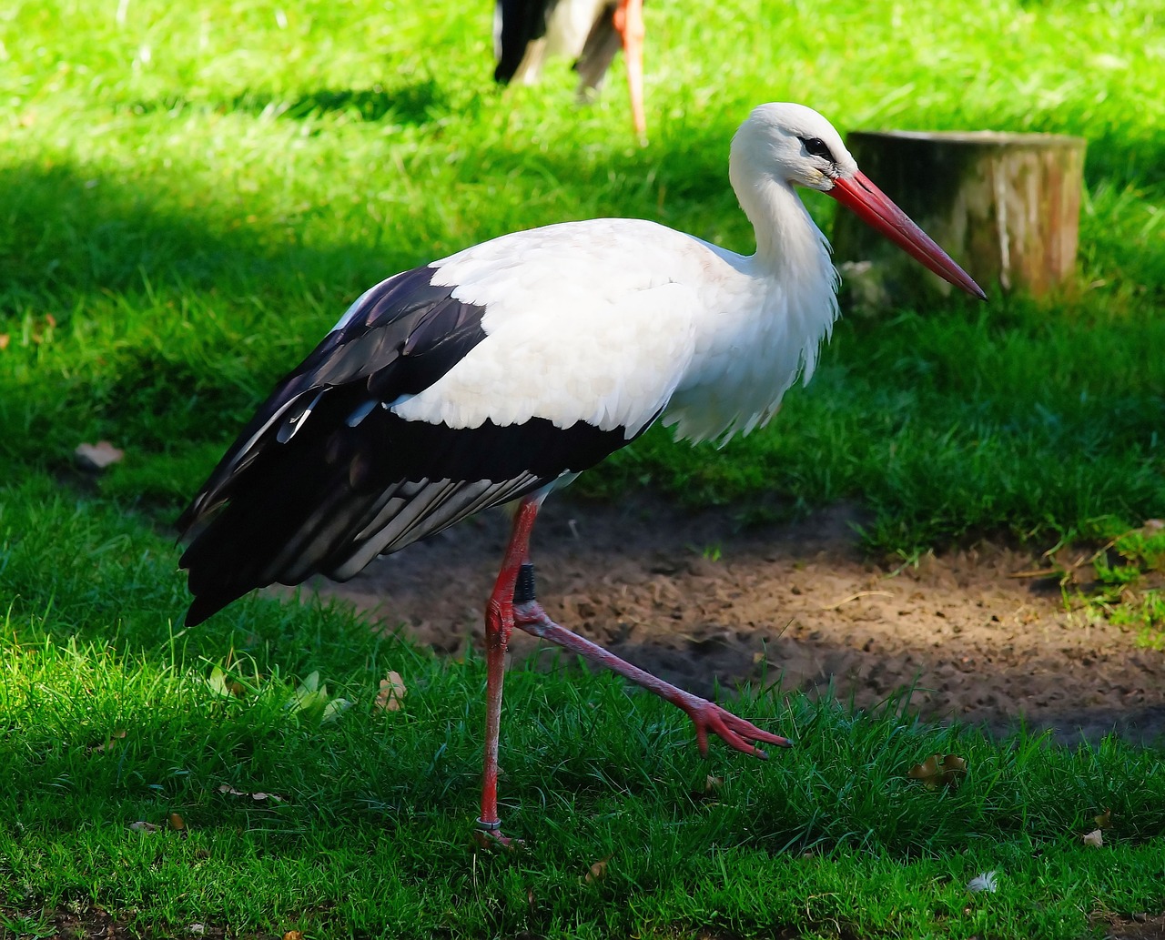 bird stork animal free photo