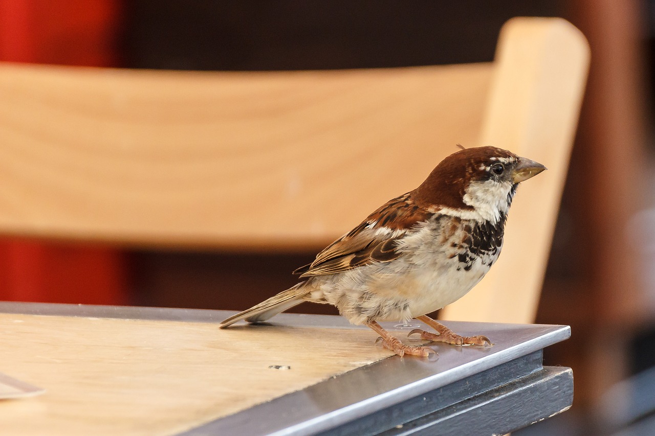 bird sparrow foraging free photo