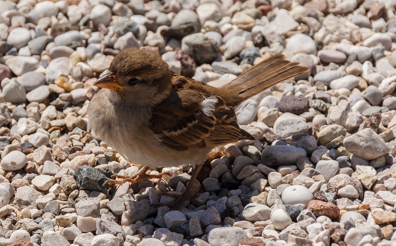 bird sparrow foraging free photo