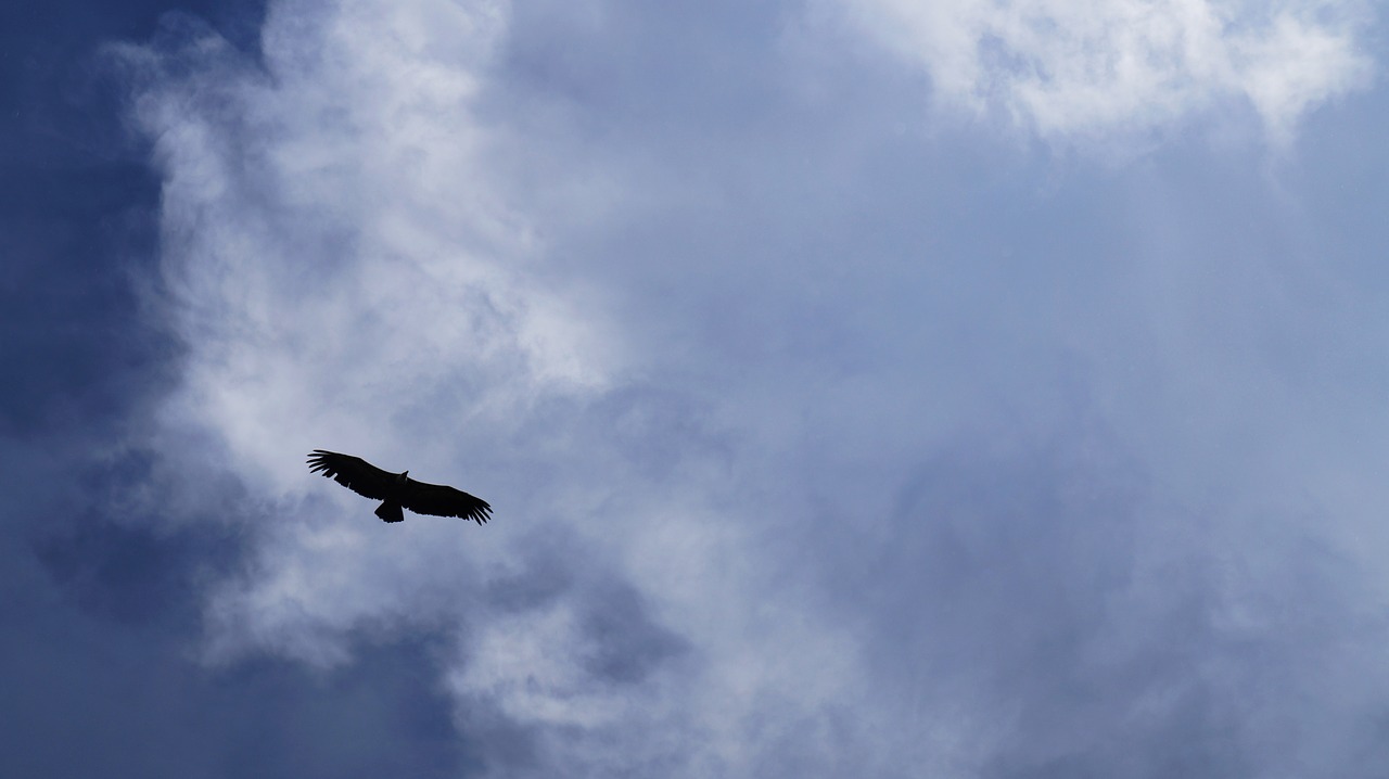 bird sky nature free photo