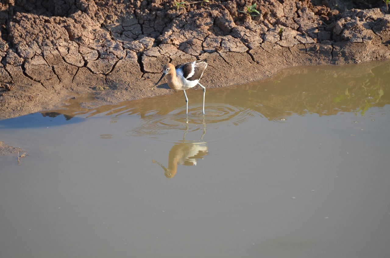 bird water nature free photo