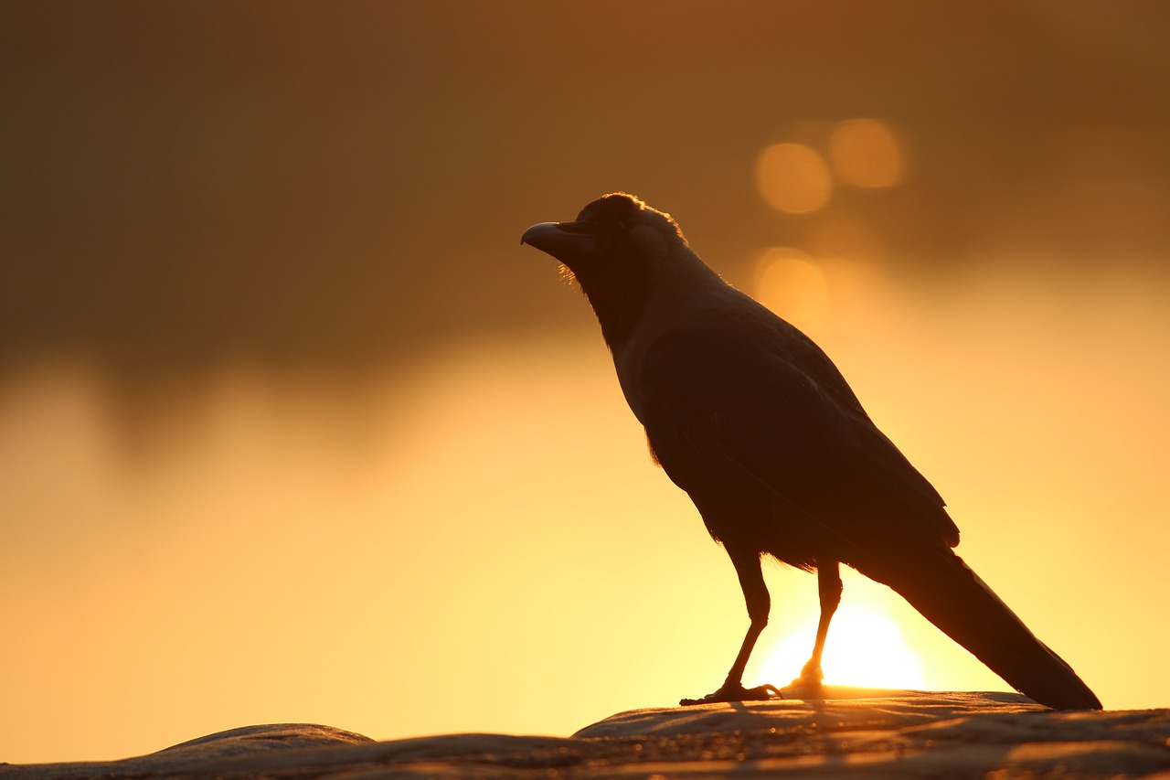 bird crow grass free photo