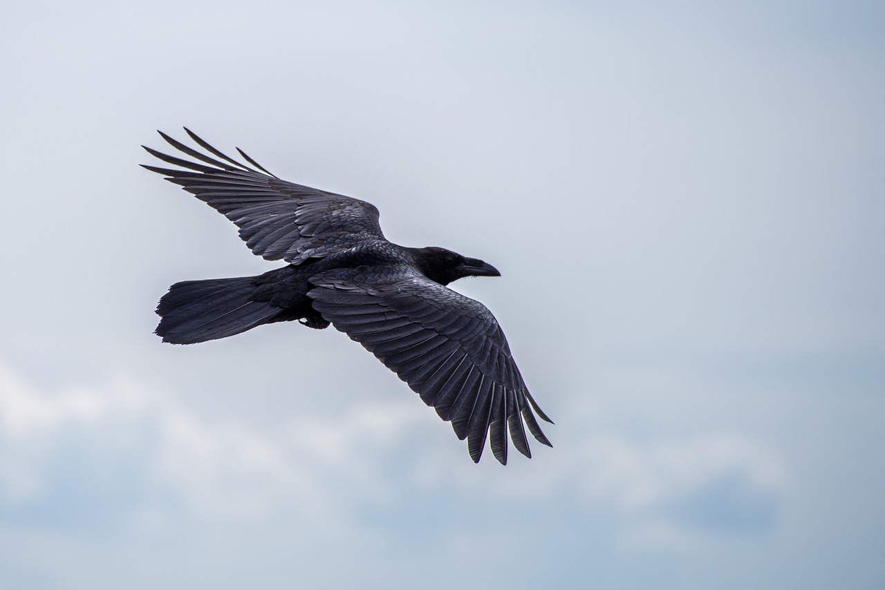 bird raven flight free photo