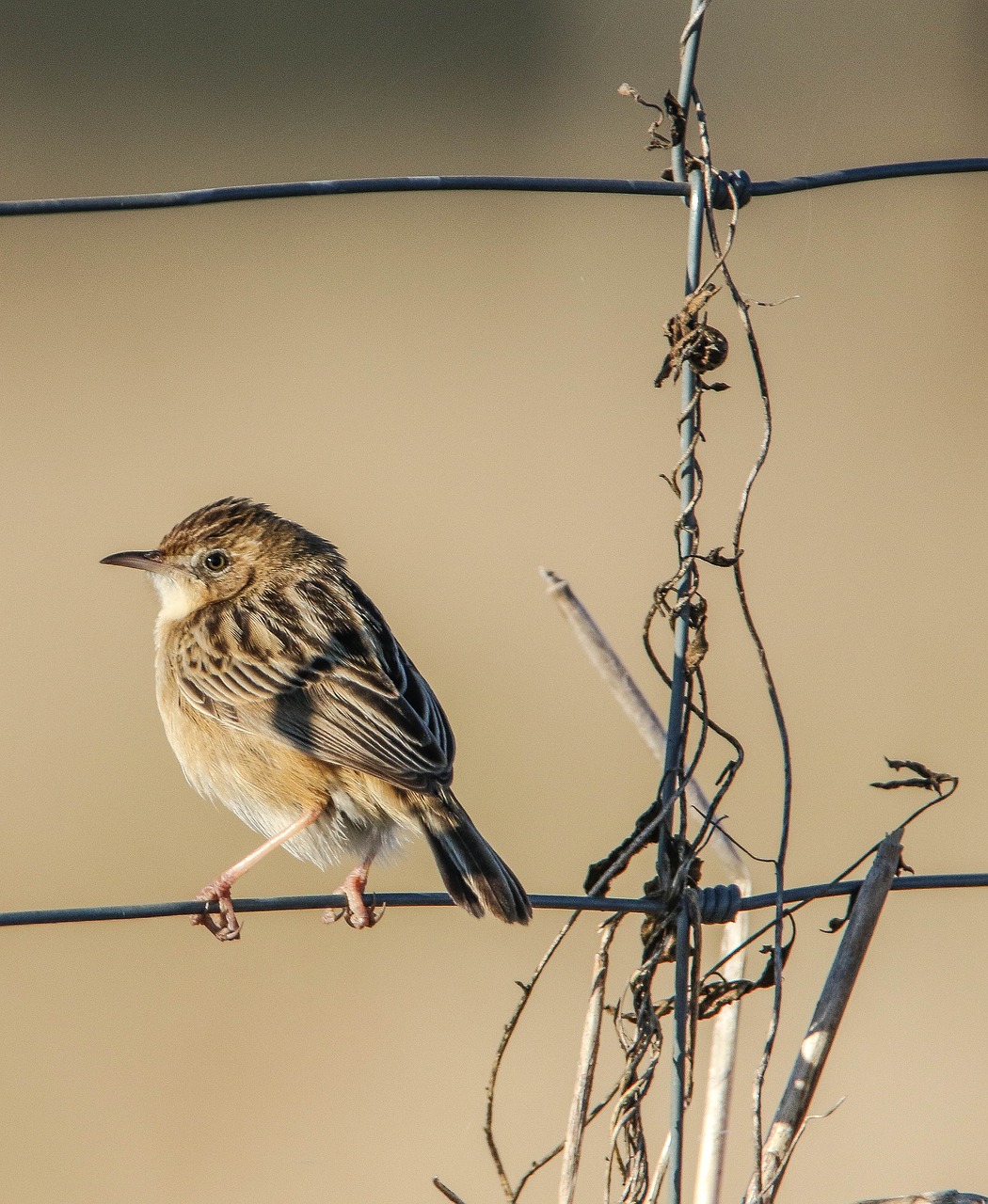 bird nature life free photo