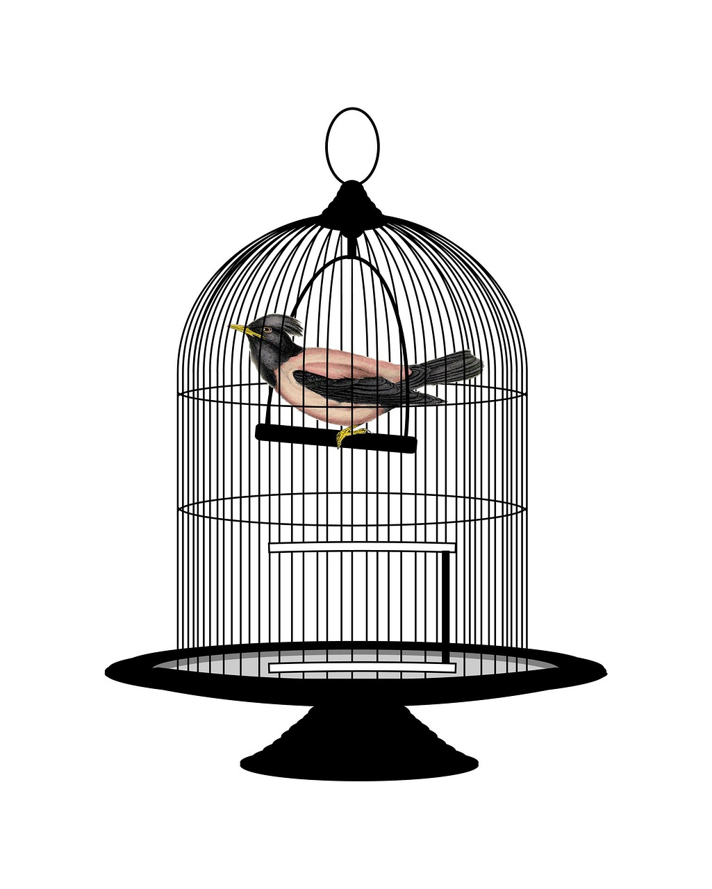bird birdcage cage free photo