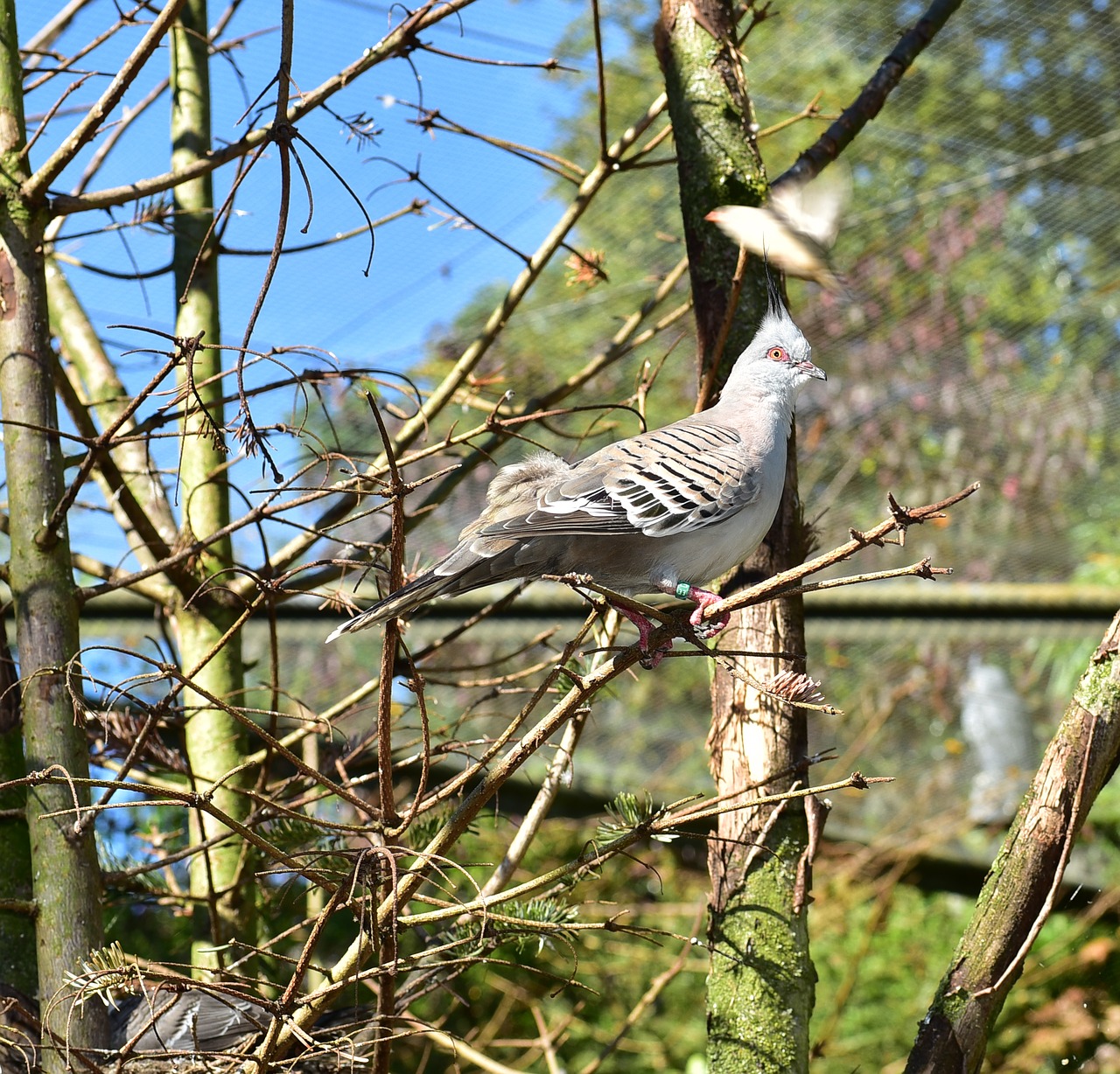 bird feather animal free photo