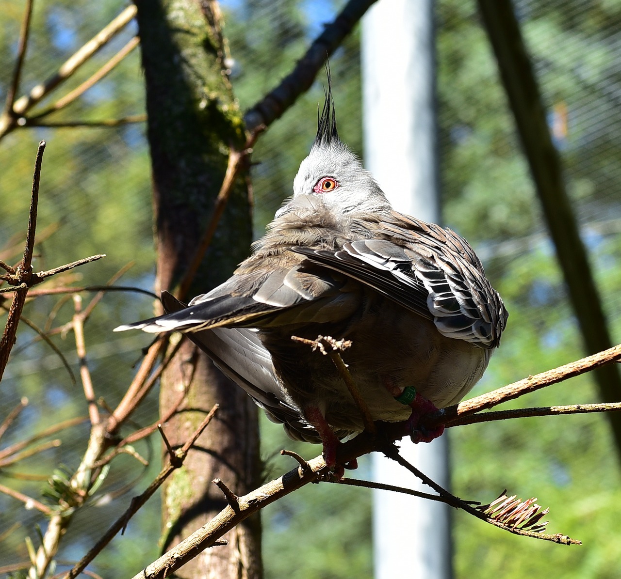 bird feather animal free photo