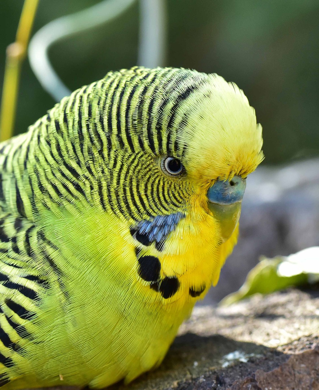 bird budgie green free photo