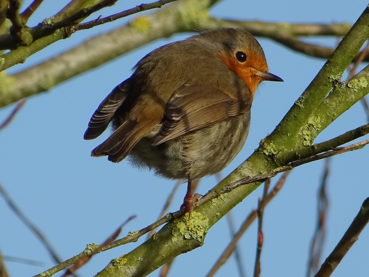 bird robin spring free photo