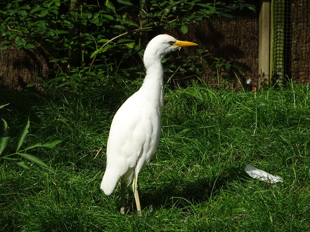 heron bird babu free photo