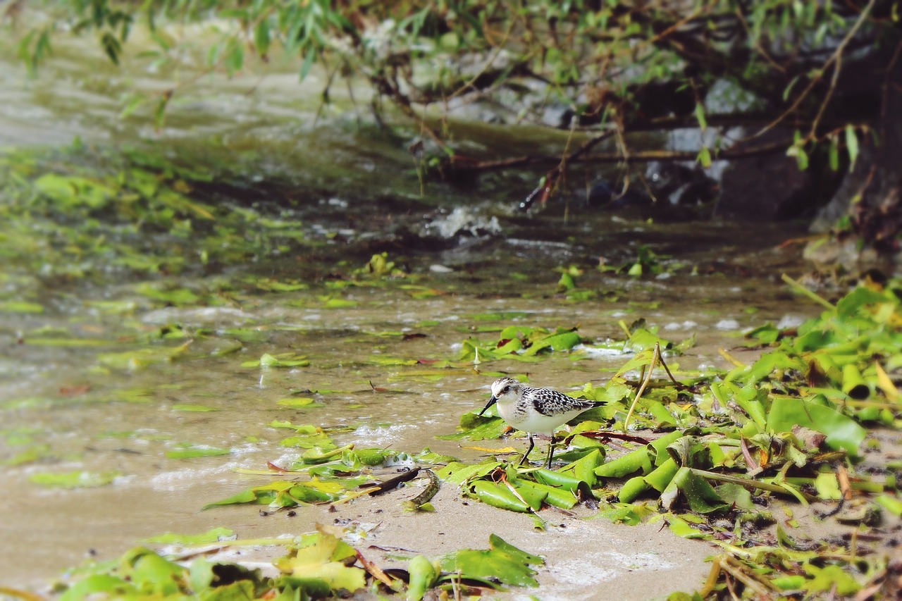 plover bird water free photo