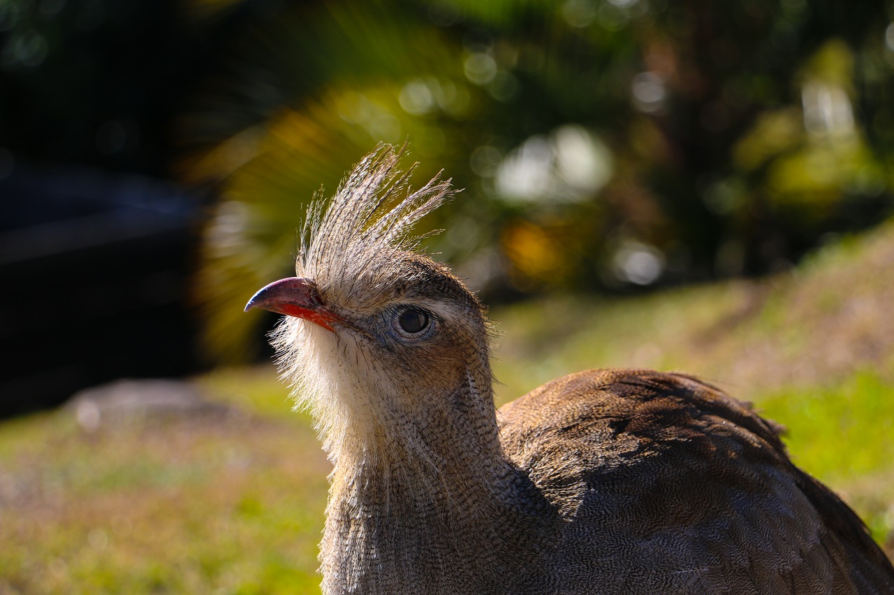 bird look beak free photo