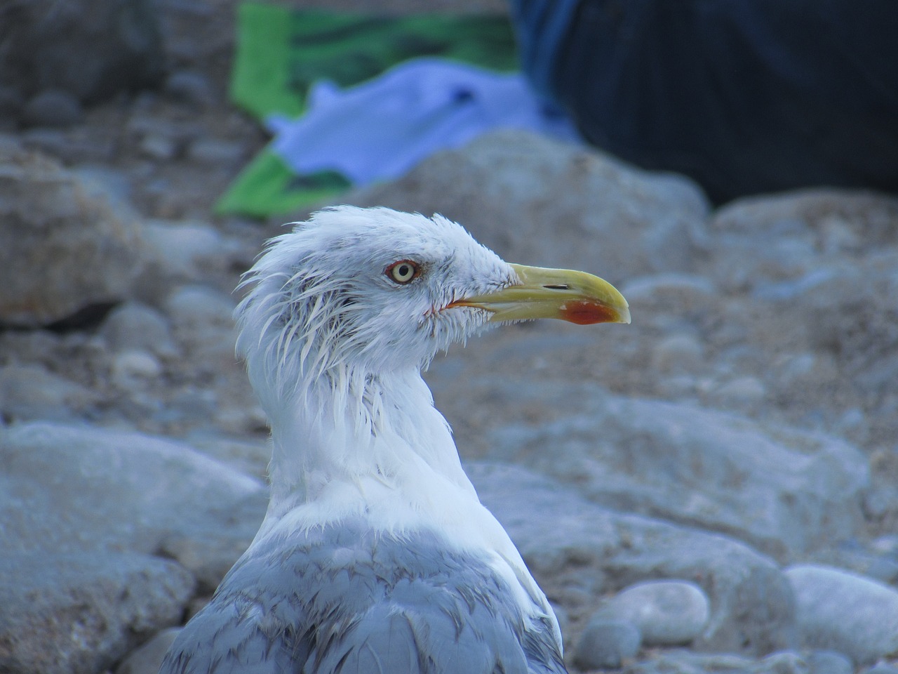 bird seagull beak free photo