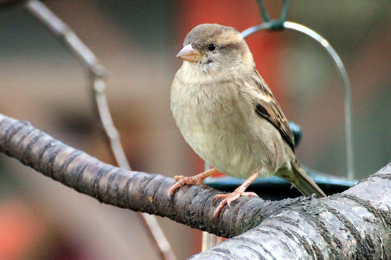 bird sparrow sperling free photo